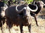 This buffalo is chewing his cud.