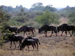 Wildebeests running wild.