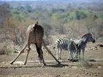 Thirsty giraffe.