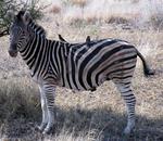 Two birds hitch a ride on a zebras back!