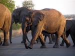 Elephant crossing.