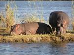 Hippos, a little closer.