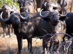 The Buffalo can smell us.  (We can smell them, too!)