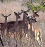 The impala are frightened after a leopard killed their buck.