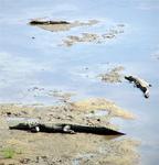 Crocs sunning themselves.