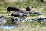 Lazy hippos.