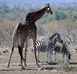 Giraffe with two zebras.