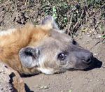 Baby hyena. 