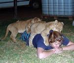 Lion cubs playing around.  *Photo by Kristi