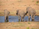 Elephant butts.  Perhaps I'm related?