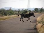 Zebra crossing.  Animals always have the right-of-way.