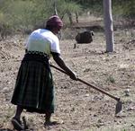 A lady tending to her garden.