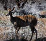 A peaceful Nyala poses for a photo.