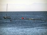 The swimmers go all the way out, past the sailboats.