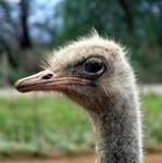 Before you ride an ostrich, you have to look it in the eye.
