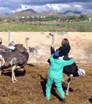 Renee (who weighs the least) is the MOST concerned about hurting the ostrich.