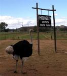 The Highgate Ostrich Farm.