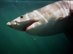 I took this photo of a Great White Shark with a cheap disposable underwater camera.