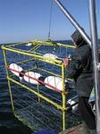 The cage is lowered into the ocean.