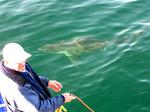 Captain Brian tries to lure the shark right up to the cage.