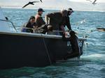 A diver from a nearby boat is spooked.  He practically jumps out of the water.