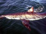We saw 14 Great White sharks over two days of diving.