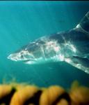 Sharks breath with their mouths open, so they look terribly scary underwater.