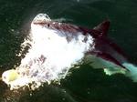 A shark practically jumps out of the water, tearing apart the bait.