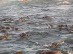 Thousands of seals jump in to visit our boat!