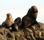 The seals are curious.  With our wetsuits on, we look just like them.