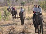 Did you know elephants stomp when they walk?