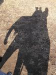 I'm trying to be artsy by photographing the elephant's shadow.