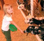 Ellie learns from the goats, you have to clean your plate!