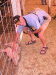Dad pets the pigs.