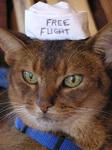 Damnit, the 13-year-old cat, in his "Free Flight" sailor's hat.