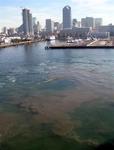 Coming into dock, the Midway churns up the bottom of San Diego Bay.