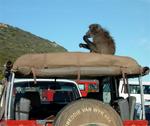 Excuse me, is that a baboon on the truck? *Photo by Kristi