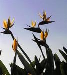 Did you know the "bird of paradise" is the official flower of Los Angeles?