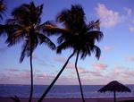 I call this shot: Kissing Palm Trees.