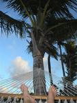 Dusk in a hammock.