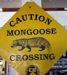 Mongoose are important critters to watch out for.