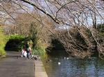 Feeding the ducks.