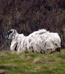 Rasta sheep in Ireland.