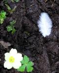 A flower and a feather in the mud.