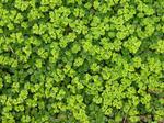 Fields of shamrocks.