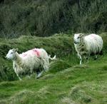 Owners spray-paint their sheep to identify them.