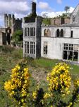 The smell of Furze surrounds the castle with the sweet smell of coconuts.