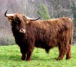 A cuddy Hairy Coo.