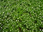 Field of flowers.