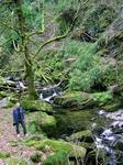 A hike through the lush, green wilderness.